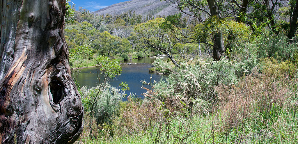 The clear waters of the river flow through lush green grass and trees. In the background the grey skeletons of trees killed by fire cover the mountain slopes.