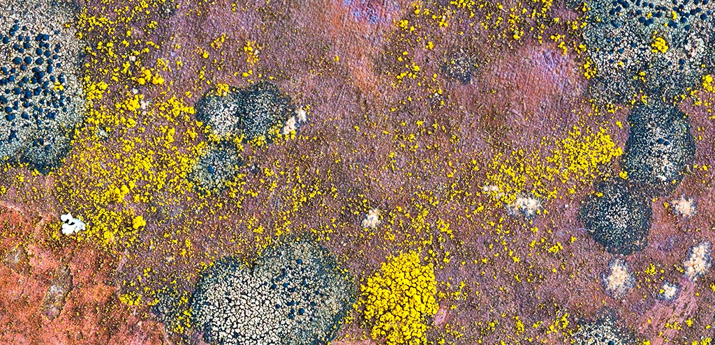 Small circles of yellow and grey lichen growing on a rusting pink door panel.